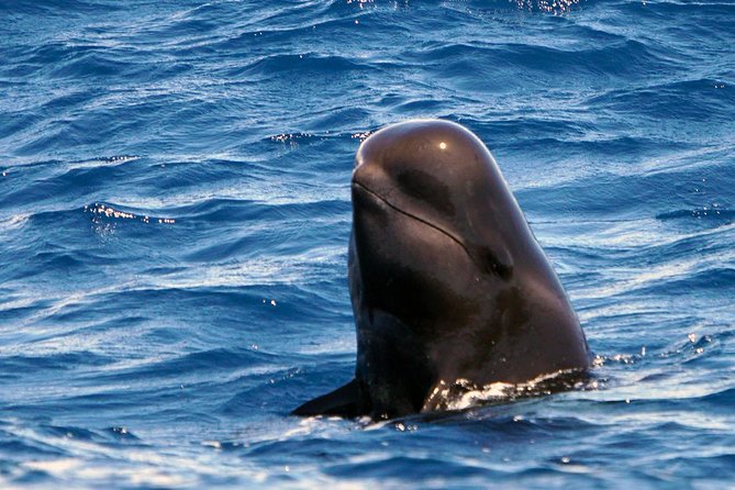 Private 2 hour Whale Watching Tour - Meeting at Puerto Colón Marina for a Hassle-Free Start
