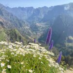 Private 4x4 Shore Excursion: Madeira Culture & Trails 4-6H - Practical Details and Logistics of the Madeira Off-Road Tour