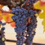 Private Algarve Wine and Food Tour From Faro - The Tour Starts with Hotel Pickup in Faro