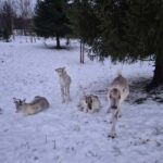 Private and authentic reindeer experience in homefarm - Cozy Fire and Hot Drinks Inside the Reindeer Enclosure