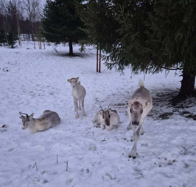 Private and authentic reindeer experience in homefarm - Cozy Fire and Hot Drinks Inside the Reindeer Enclosure