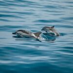 Private boat trips in Porec: dolphin watching, panoramic views - Flexibility and Booking Options with No Upfront Payment