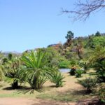 Private Botanical Garden Tour - Tour Stops: From the Central Market to the Madeira Botanical Garden