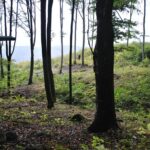 Private Brown Bear Watching Experience near Odorheiu Secuiesc - Starting Point in Cristuru Secuiesc and the Journey into the Forest