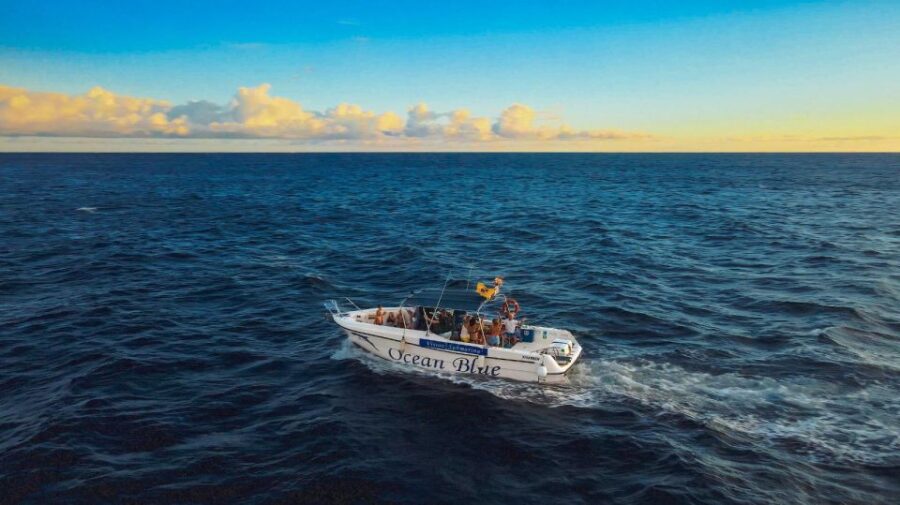 Private Charter Private Charter to see the whales - 2 Hours - Starting Point at Lina Yacht in Tenerife