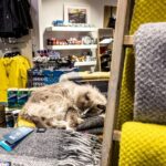 Private Combo Reykjavik Folklore & CatWalk - Exploring Reykjavik’s Feline and Folklore Heritage