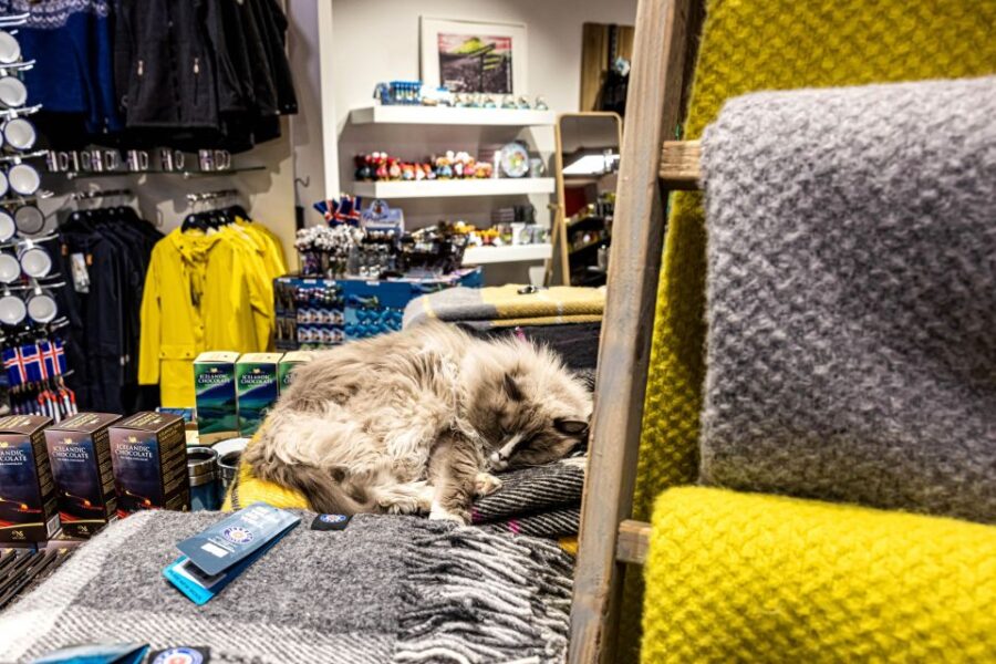 Private Combo Reykjavik Folklore & CatWalk - Exploring Reykjavik’s Feline and Folklore Heritage