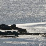 Private Connemara Day Tour - Visiting Ross Errilly Friary: One of Ireland’s Best-Preserved Friaries