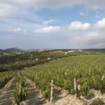 Private Cretan Gastronomic experience Winery visit with Tastings & Cooking Class - Exploring Ano Archanes Village and Its Cultural Charm