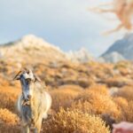 Private Crete Far West Adventure: Hiking, History & Beaches - Exploring Sfakia and the Askifou Plateau