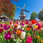 Private CUS Tour: Kinderdijk/ Rotterdam/Hagueenglish// - Private Transfer with a Focus on Comfort and Flexibility