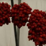 Private Day Tour: Herculaneum and Wine Tasting - Scenic Stop at Vesuvius National Park and the Hilltop Winery