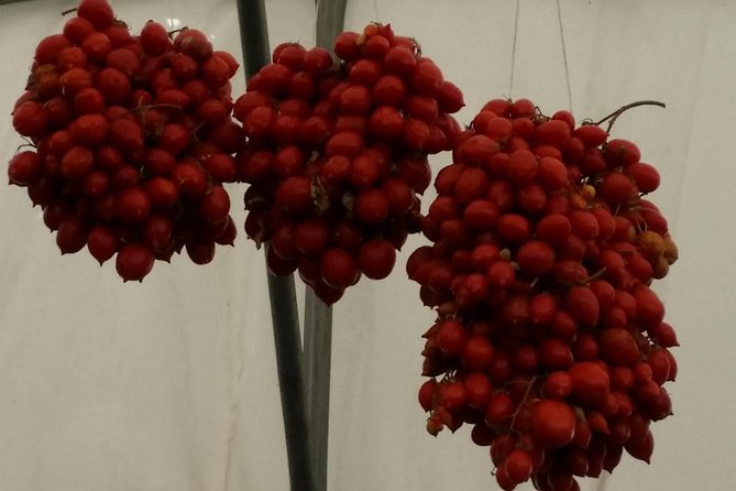 Private Day Tour: Herculaneum and Wine Tasting - Scenic Stop at Vesuvius National Park and the Hilltop Winery