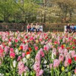 Private Day Trip to Keukenhof Gardens with Entrance Tickets - Skip the Lines and Enter Keukenhof Gardens with Ease