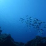 Private diving baptism in the Golf of Calvi - Equipment and Safety Measures