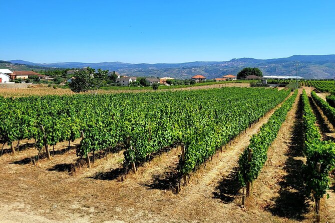 Private Douro Valley Tour (2 wineries + boat) - Scenic Drives and Authentic Landscapes