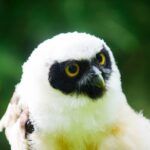 Private Family Bird of Prey Experience in Carlisle - The Personal Touch of the Private Tour Format
