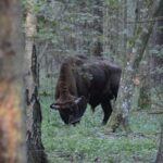 Private Full Day Bison Safari Tour in Bialowieza National Park - Starting With the Scenic Drive from Bialystok