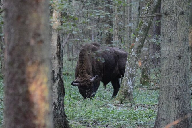 Private Full Day Bison Safari Tour in Bialowieza National Park - Starting With the Scenic Drive from Bialystok