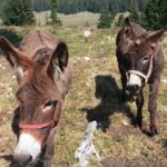 Private Full-Day Hiking Tour in Piatra Craiului National Park - Practical Details: Transportation, Guide, and Equipment