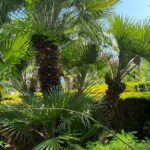 Private Game of Thrones Tour with King's Landing Garden - Visiting the Trsteno Arboretum, the Oldest in Europe