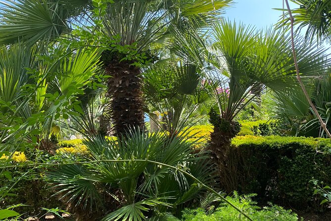 Private Game of Thrones Tour with King's Landing Garden - Visiting the Trsteno Arboretum, the Oldest in Europe