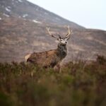 Private Glencoe Driving Tour from Edinburgh - Driving Down Glen Etive’s Single Track Road