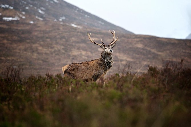 Private Glencoe Driving Tour from Edinburgh - Driving Down Glen Etive’s Single Track Road