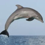 Private Guided Sunset Dolphin Watching in Adriatic Sea - Starting Point and Timing for a Sunset Adventure