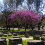 Private Guided Tour of the Archaeological Site and Museum of Olympia - The Starting Point at the Archaeological Site of Olympia