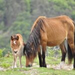 Private Guided Tour - Peneda Gerês National Park - Starting Point and Departure Details in Northern Portugal