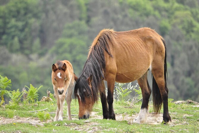 Private Guided Tour - Peneda Gerês National Park - Starting Point and Departure Details in Northern Portugal