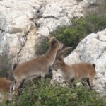 Private Guided Tour to Torcal de Antequera - Starting Point and Transport to El Torcal