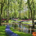 Private Half-Day Trip From Amsterdam to The Tulip Fields in Keukenhof - Visit the Expansive, 19th-Century Keukenhof Park