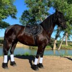 Private Horse Ridding tour - What to Expect from the Horse Riding Activity
