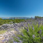 Private Hvar Island Tour and Olive Oil Tasting - Visiting Svire: The Best Local Olive Oil Producer