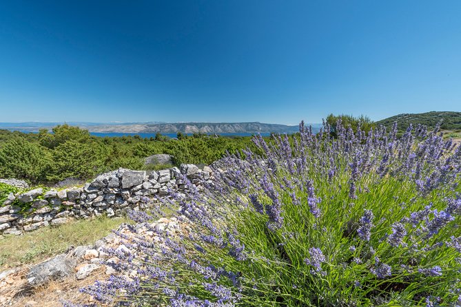 Private Hvar Island Tour and Olive Oil Tasting - Visiting Svire: The Best Local Olive Oil Producer