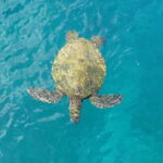 Private Jeep Safari Turtle Adventure & Adonis Waterfalls - Exploring the Turtle Museum in Inneia