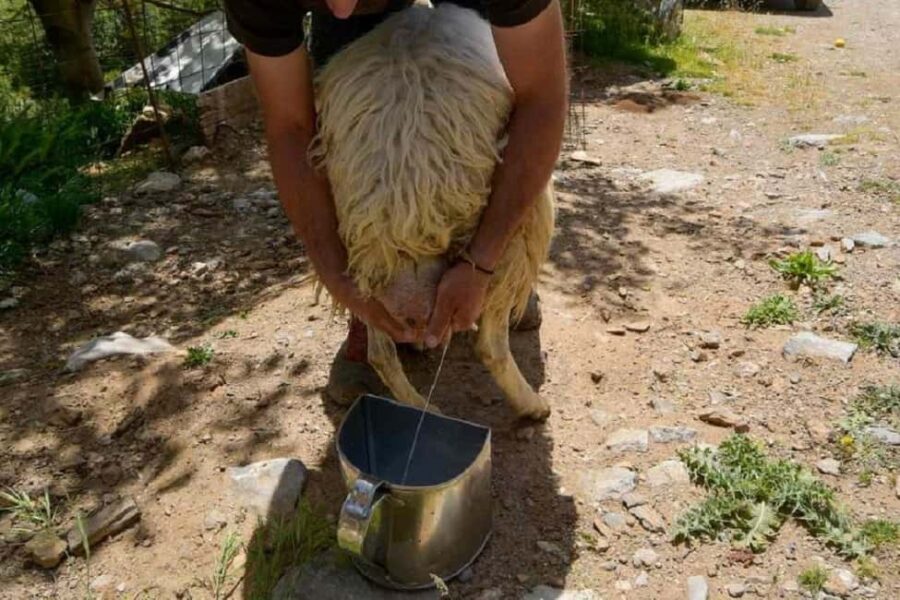 Private Jeep Tour to Viannos, Omalos Forest & Myrtos Beach - Discover the Village of Viannos and Its Local Charms