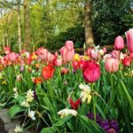 Private Keukenhof, Gardens, Windmills, cheese tour from Amsterdam - Visiting the World-Famous Keukenhof Gardens
