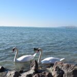 Private Lake Balaton Experience with an unforgettable Wine Tasting - Scenic Ferry Ride from Szántod to Lake Balaton