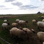 Private Mont-Saint-Michel from Bayeux or Caen - The Rich History of Mont-Saint-Michel Abbey