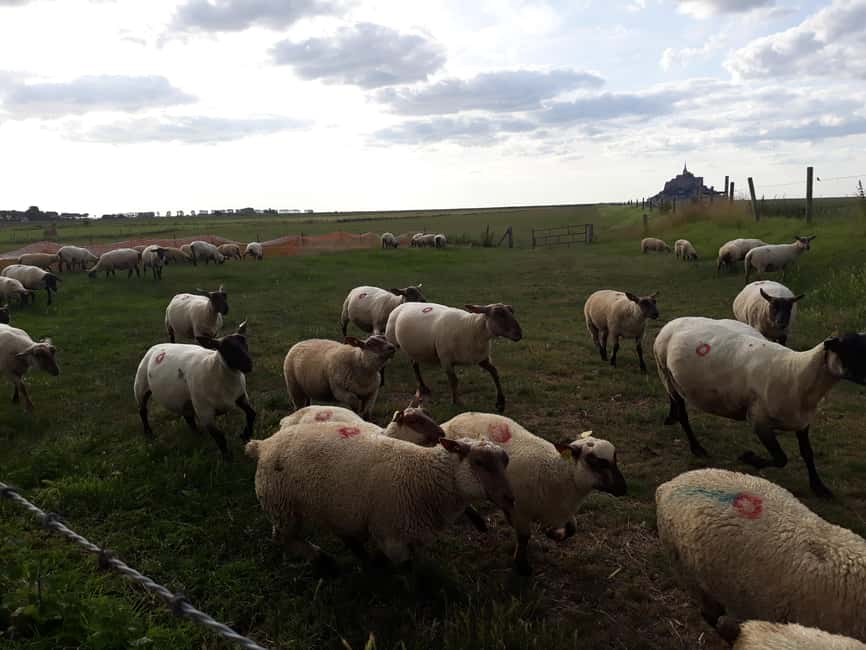 Private Mont-Saint-Michel from Bayeux or Caen - The Rich History of Mont-Saint-Michel Abbey