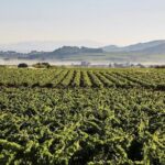 Private Montserrat Tour, Organic Winery & Authentic Local Lunch - Stopping at the Montserrat Market for Local Tastes