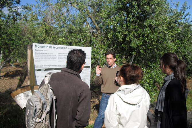 Private Olive Oil Tour from Sevilla - How the Tour Combines Education and Authenticity