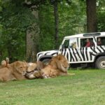Private Return Transfer Thoiry Zoo Safari from Paris - Highlights of Thoiry Zoo Safari’s Vast Animal Collection