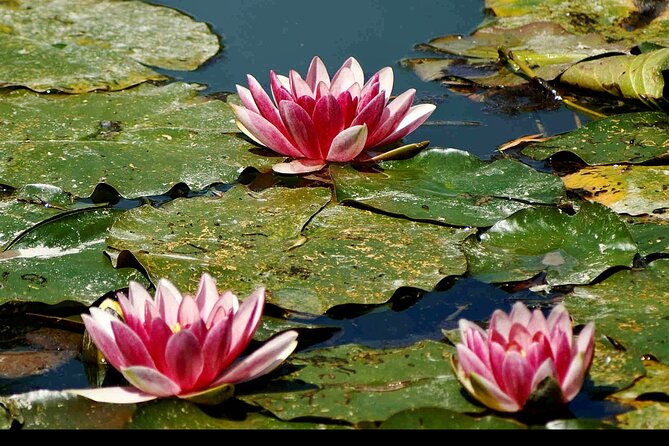 Private Rouen, Giverny Day trip from Paris with Michelin Lunch - Starting from Paris: Easy and Luxurious Transfer