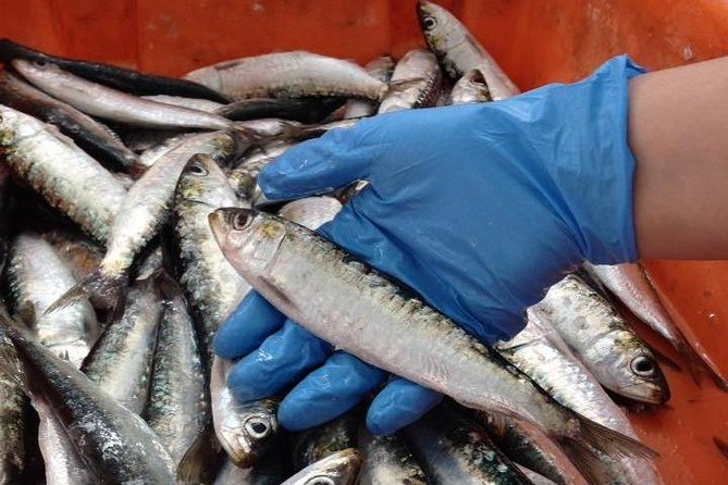 Private Sardine Route - Portimão - Wandering the Streets of Ferragudos Fishing Village