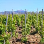 Private Sicilian Winery Tour with Gourmet Lunch  Country Escape - Visiting the Family Winery and Cellar Tour