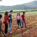 Private Tour and Tasting at Zeginis Winery - Vineyard Walks and Vine Cycle Insights